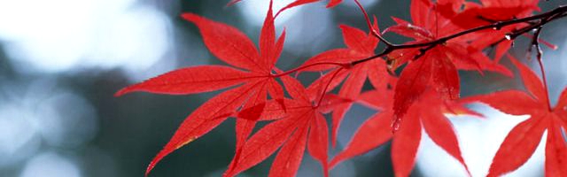 お返しにイワナの一夜干しセットの贈り物